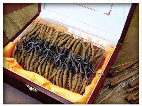 合作冬虫夏草回收